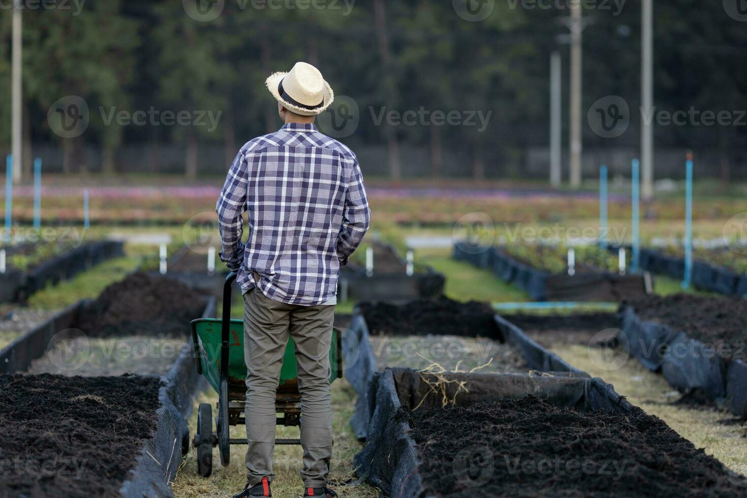 Asian farmer using wheelbarrow to put compost in new organics vegetable garden raised bed preparing summer crops and plant for agriculture and sustainability photo