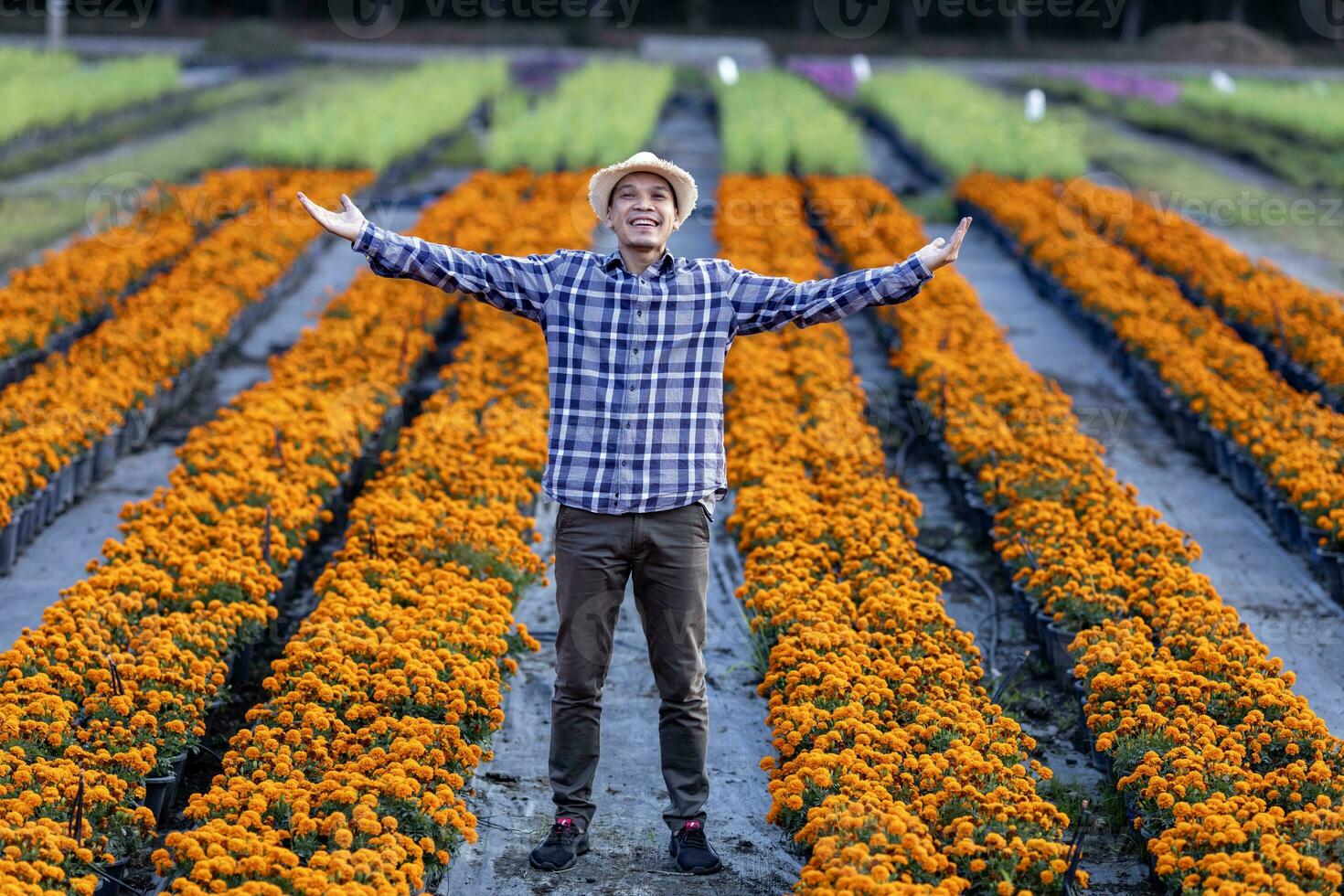 Asian gardener is welcoming people into his cut flower farm full of orange marigold for medicinal and garnish in the fine dining restaurant business photo