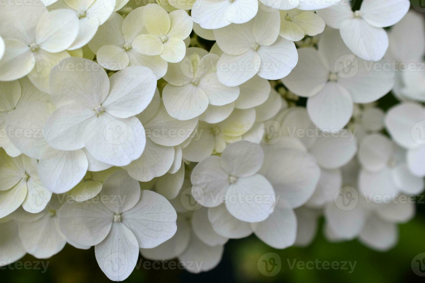 Hydrangea paniculata. The white flowers are paniculate hydrangea. Small white flowers in close-up. photo