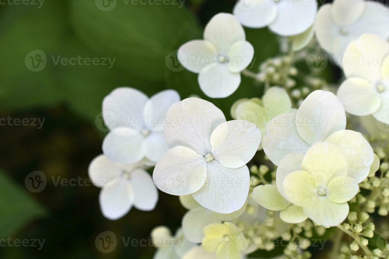 Hydrangea paniculata. The white flowers are paniculate hydrangea. Small white flowers in close-up. photo
