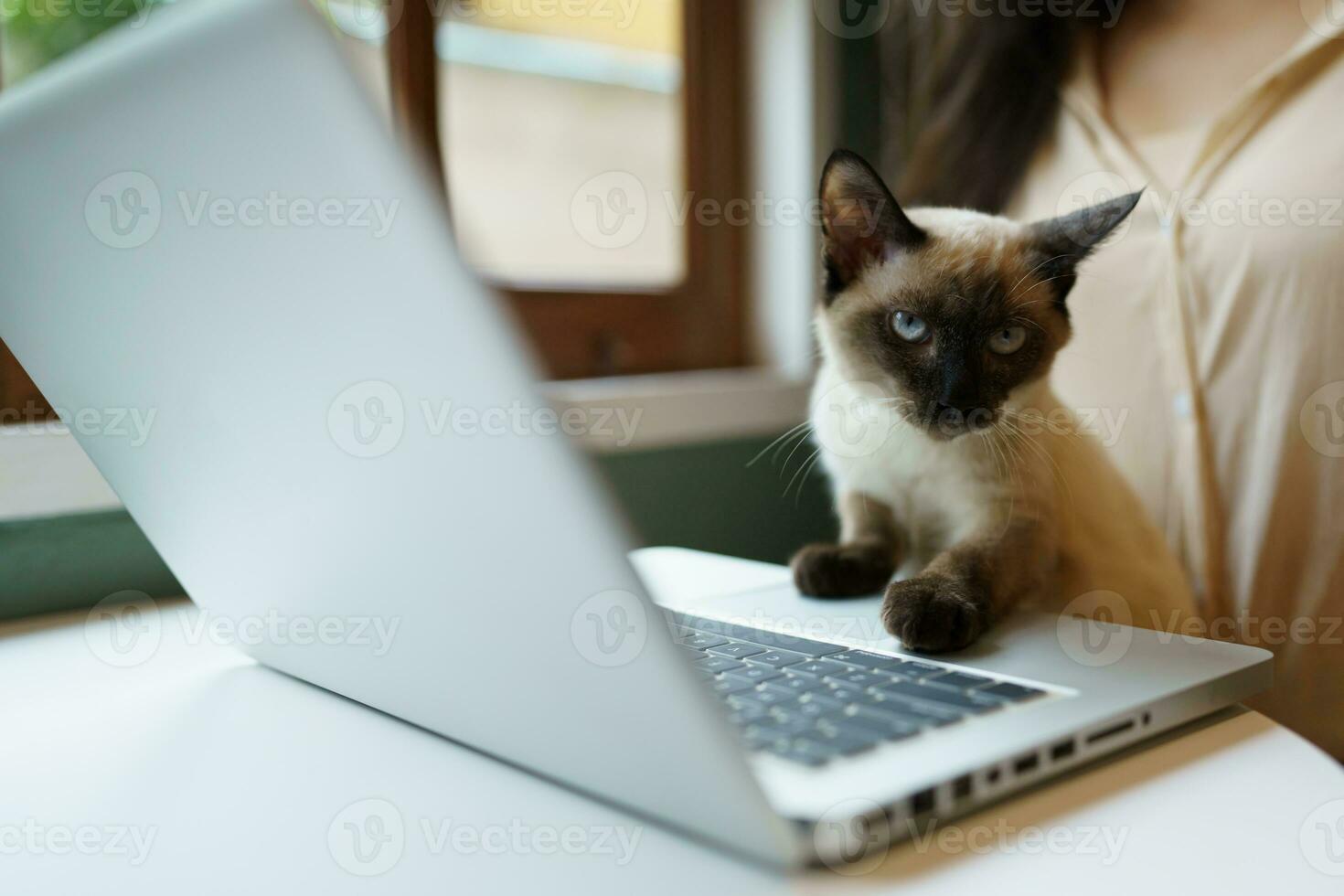 Animals cat acting like a human. Cat working at Laptop computer photo