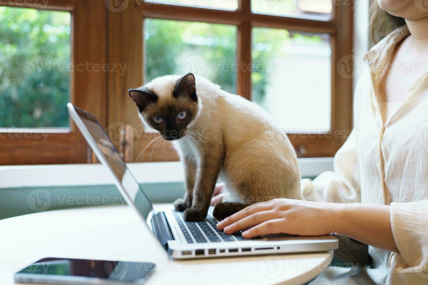 Animals cat acting like a human. Cat working at Laptop computer photo