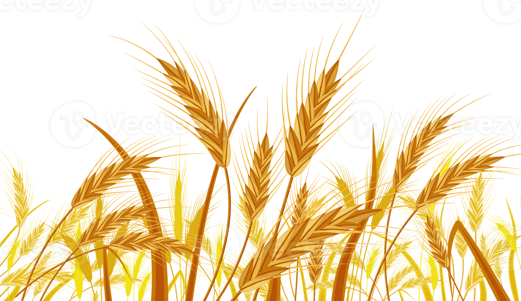Wheat in the Fields. Banner with Ear Harvest png