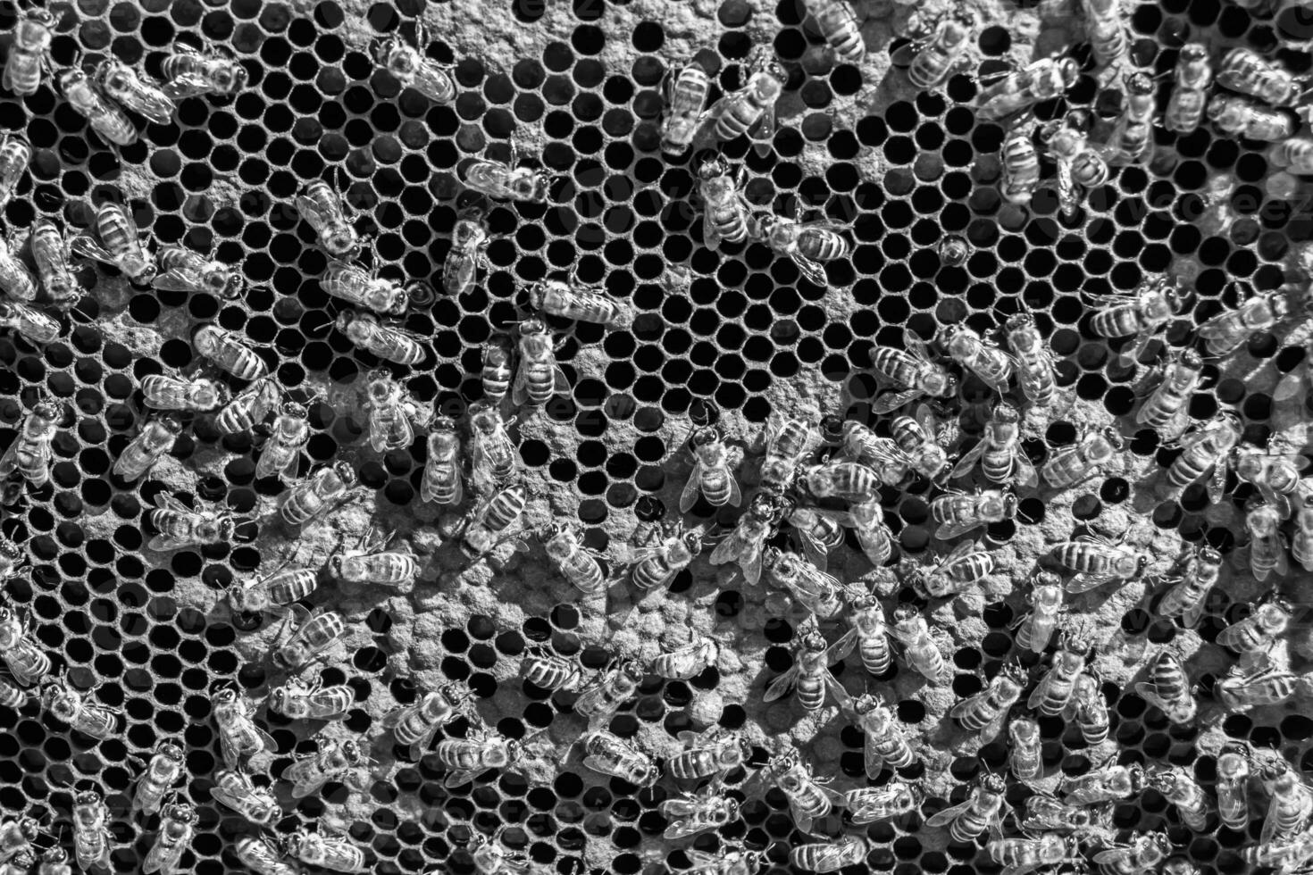 Abstract hexagon structure is honeycomb from bee hive filled photo