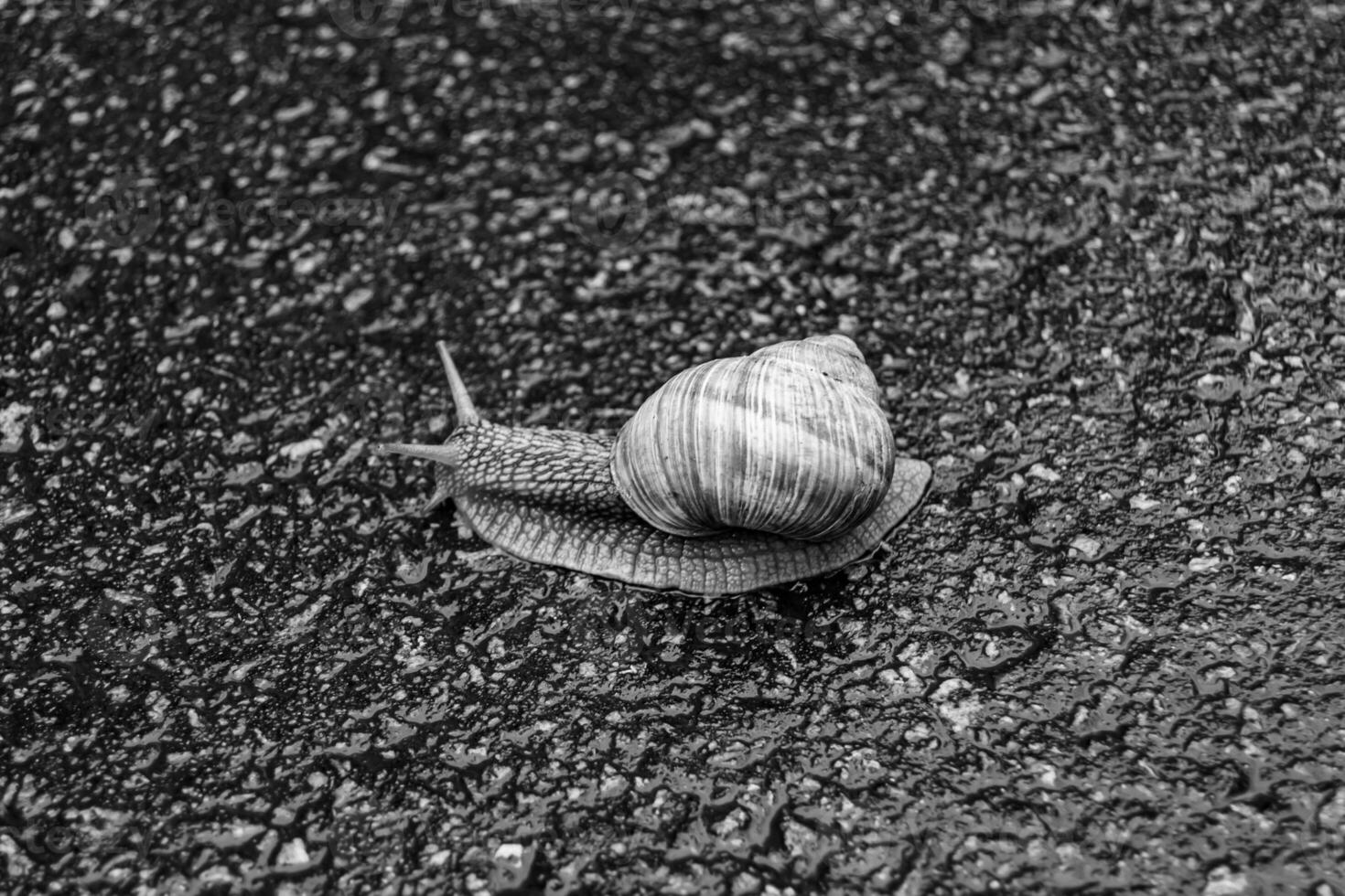 Big garden snail in shell crawling on wet road hurry home photo