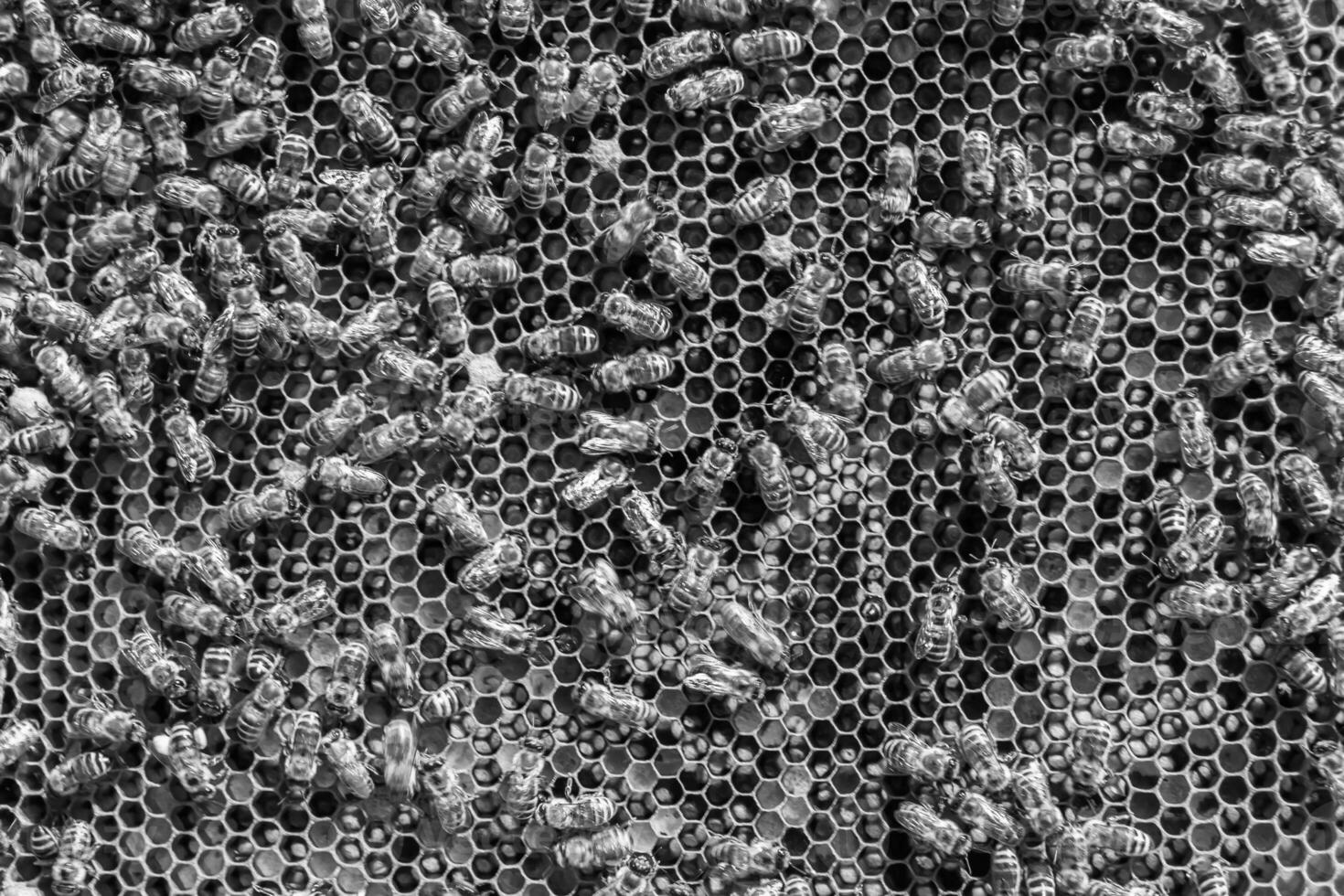 Abstract hexagon structure is honeycomb from bee hive filled photo