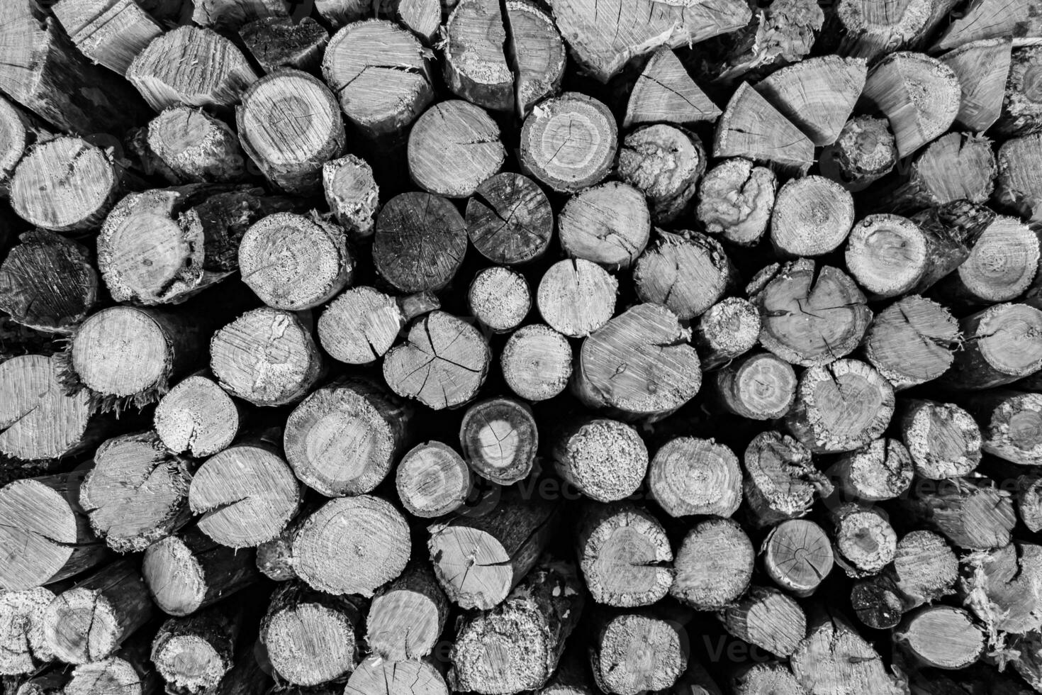 Photography on theme big wall of stacked oak tree logs in cracks photo