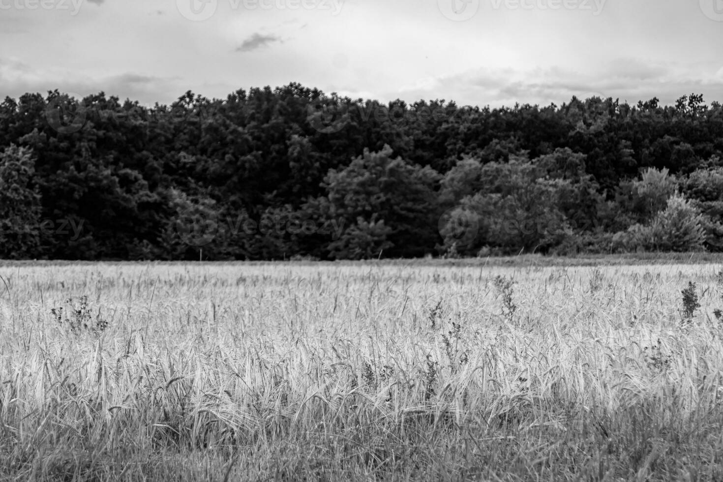 Photography on theme big wheat farm field for organic harvest photo