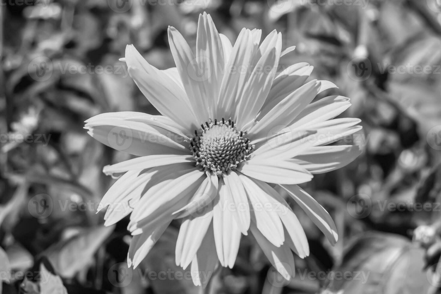 Fine wild growing flower aster false sunflower on background meadow photo