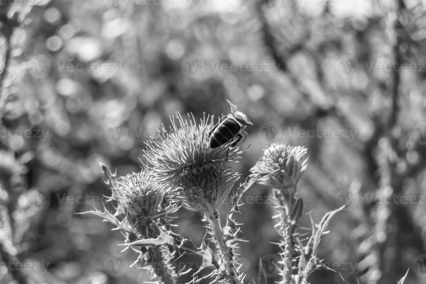 Beautiful wild flower winged bee on background foliage meadow photo