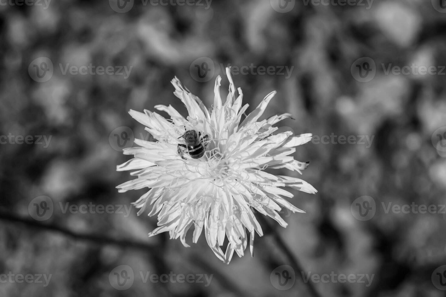 Beautiful wild flower winged bee on background foliage meadow photo