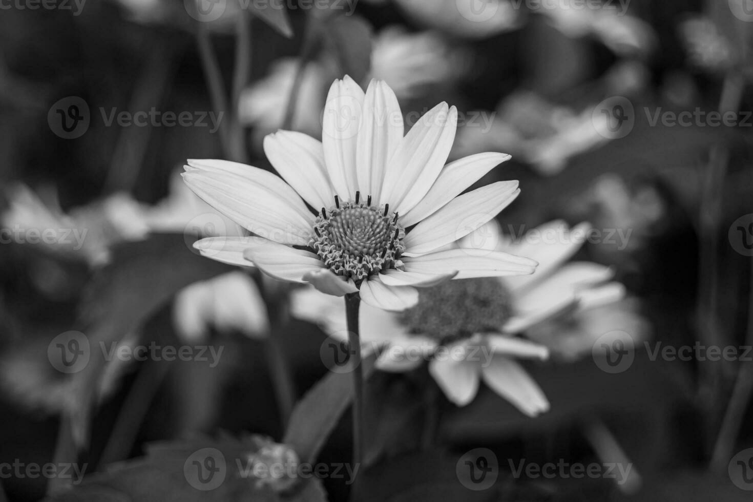 Fine wild growing flower aster false sunflower on background meadow photo