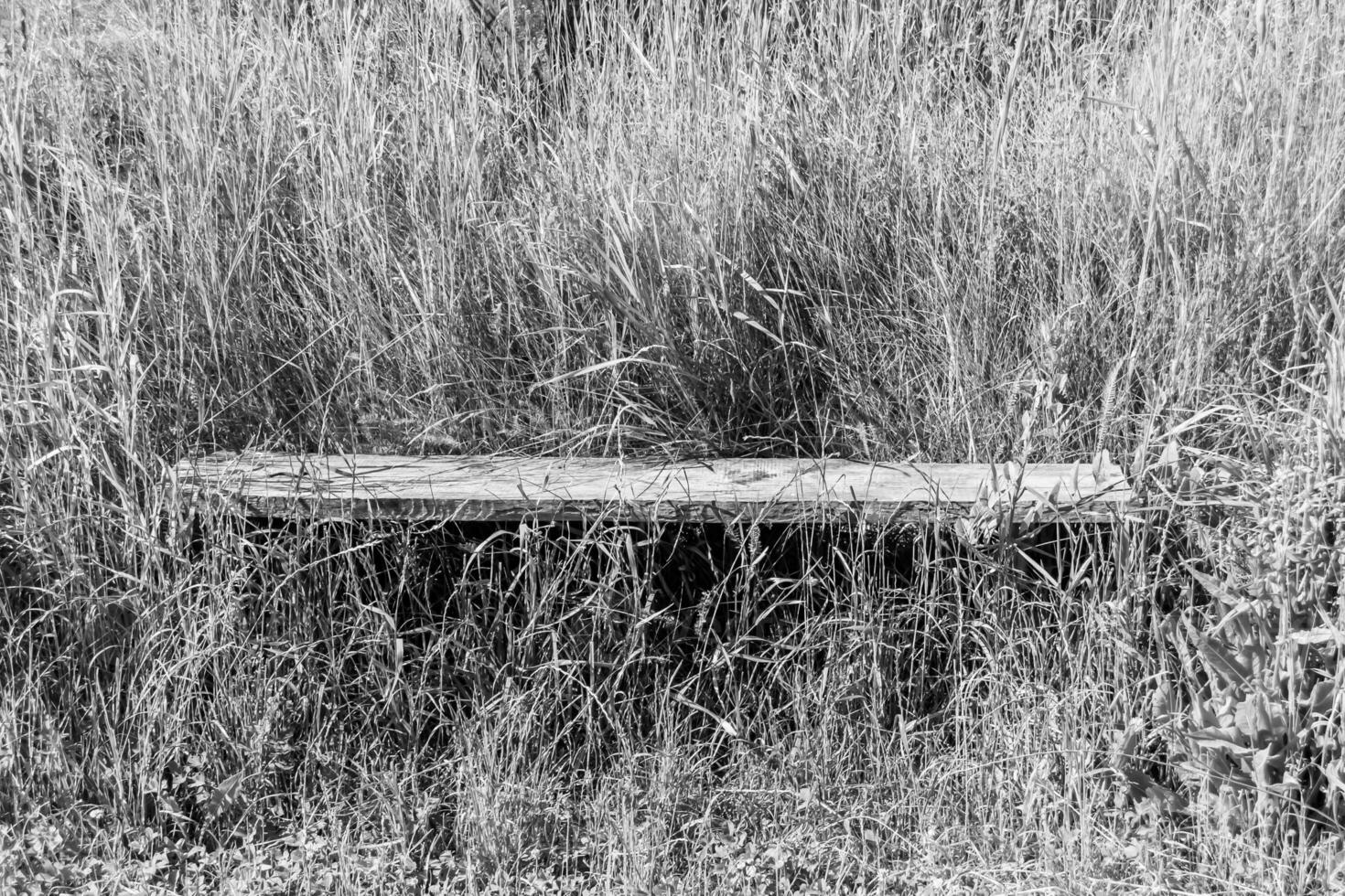 Photography on theme old wooden bench overgrown with grass photo