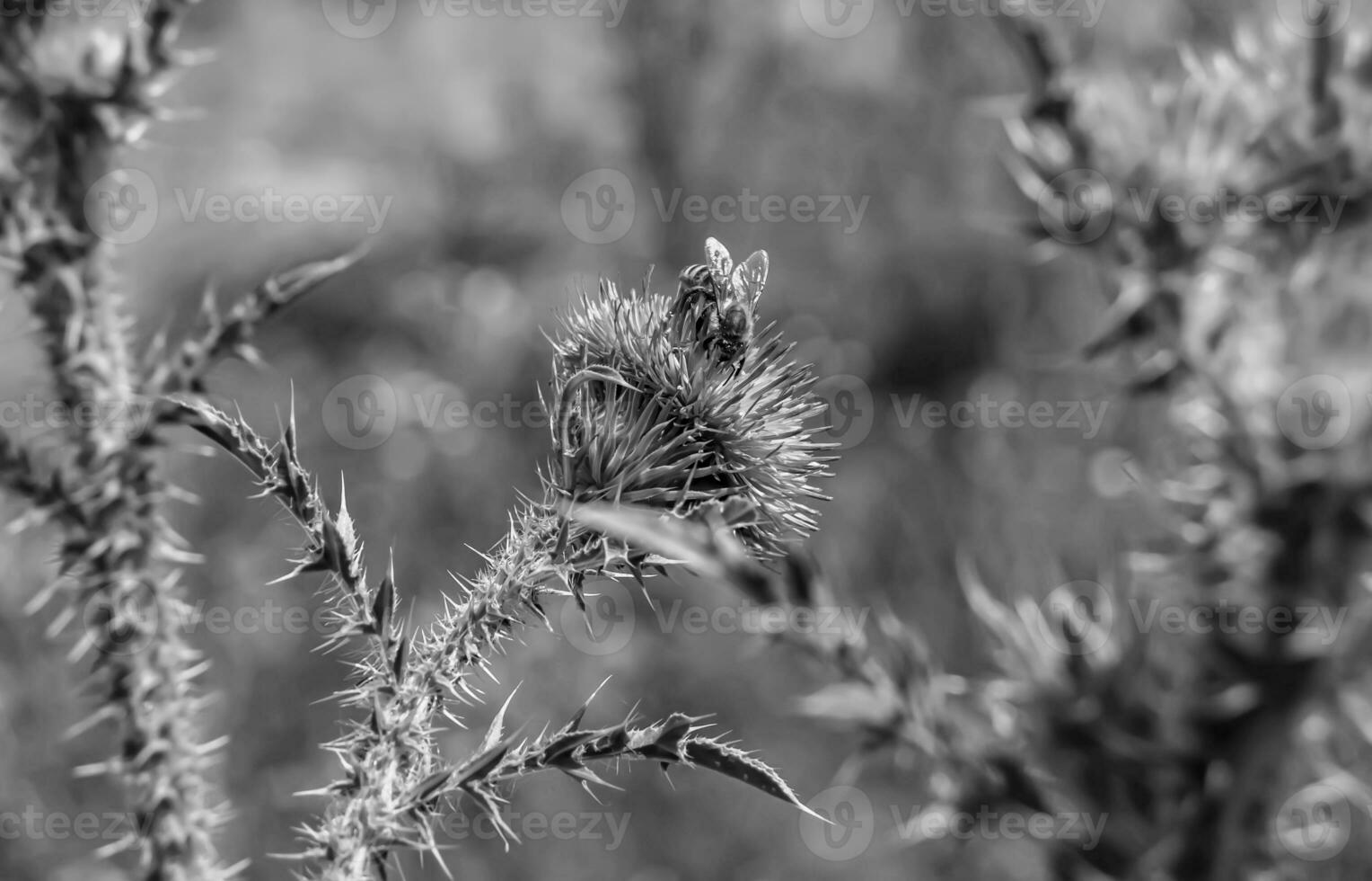 Beautiful wild flower winged bee on background foliage meadow photo