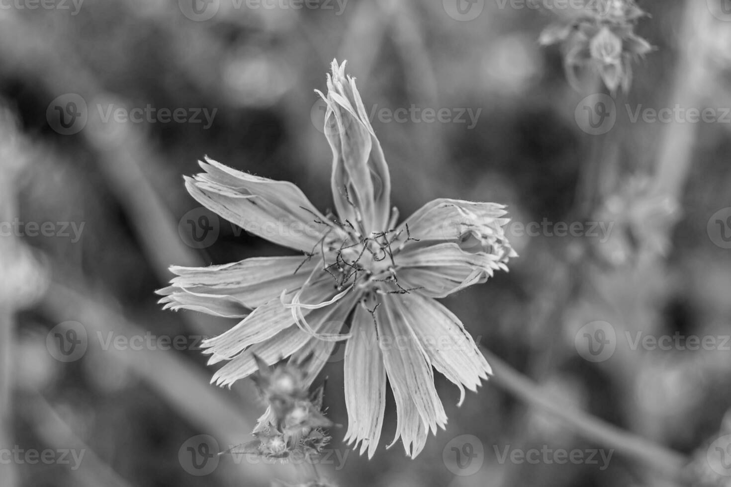 Beauty wild growing flower chicory ordinary on background meadow photo