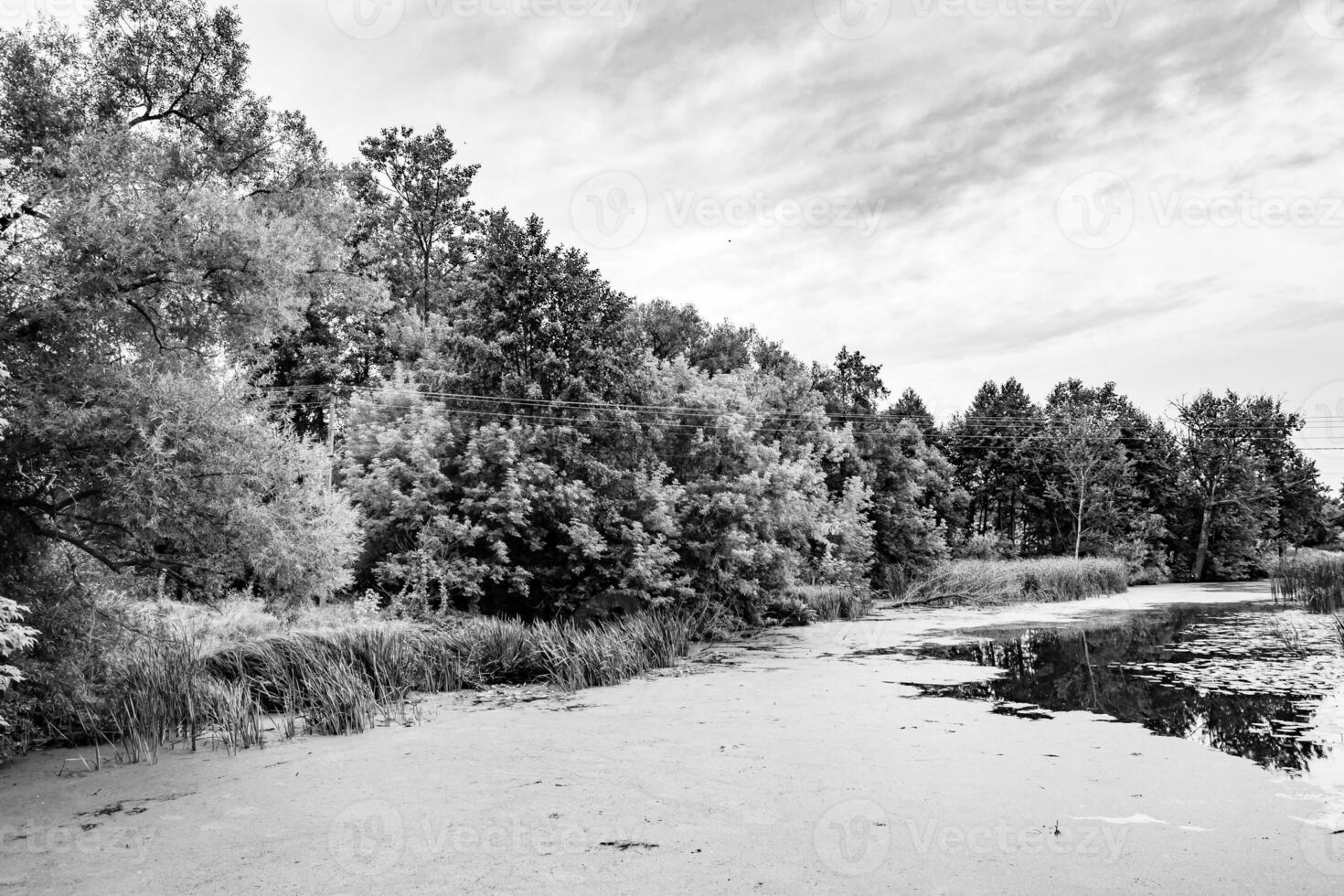 Beautiful grass swamp reed growing on shore reservoir in countryside photo