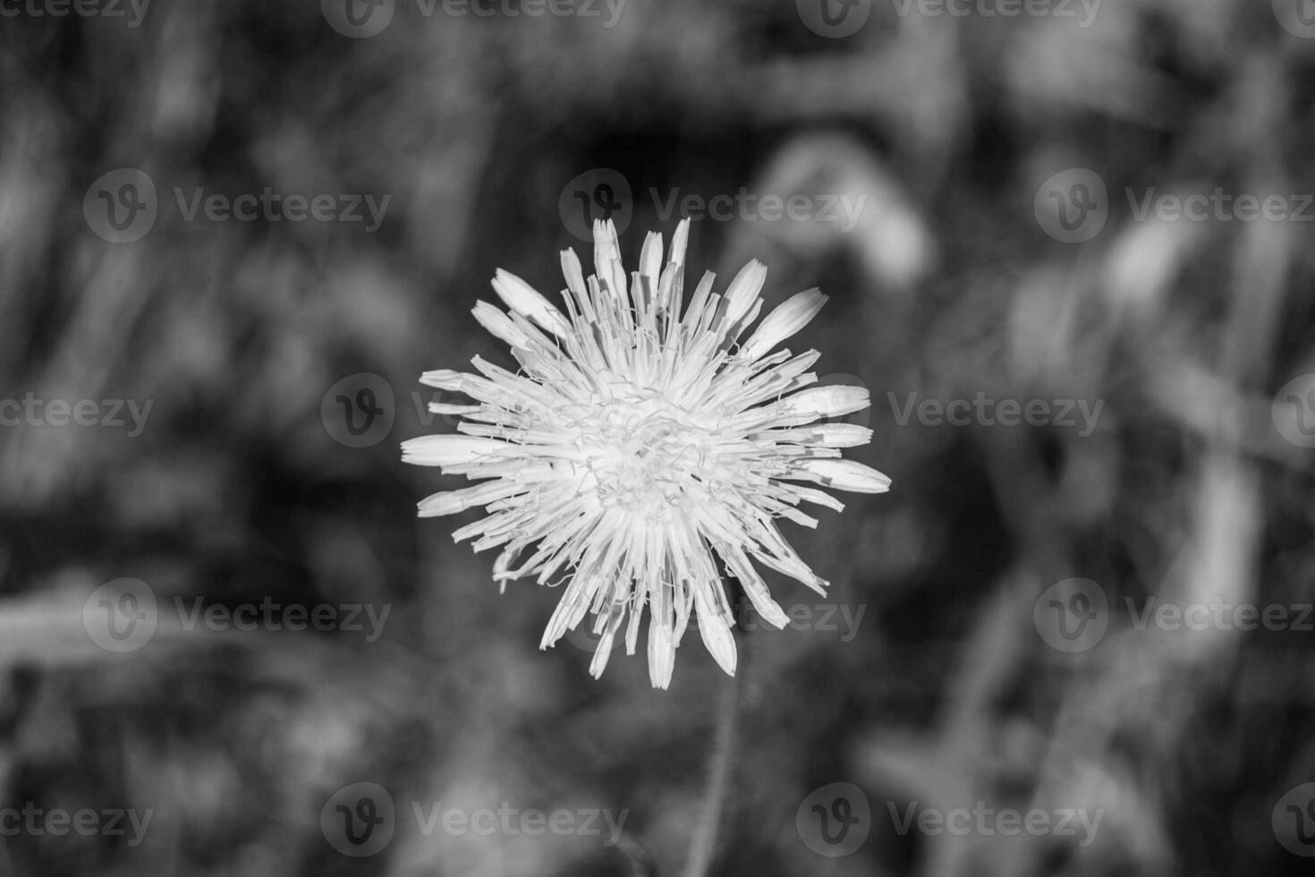 Beautiful wild growing flower seed dandelion on background meadow photo