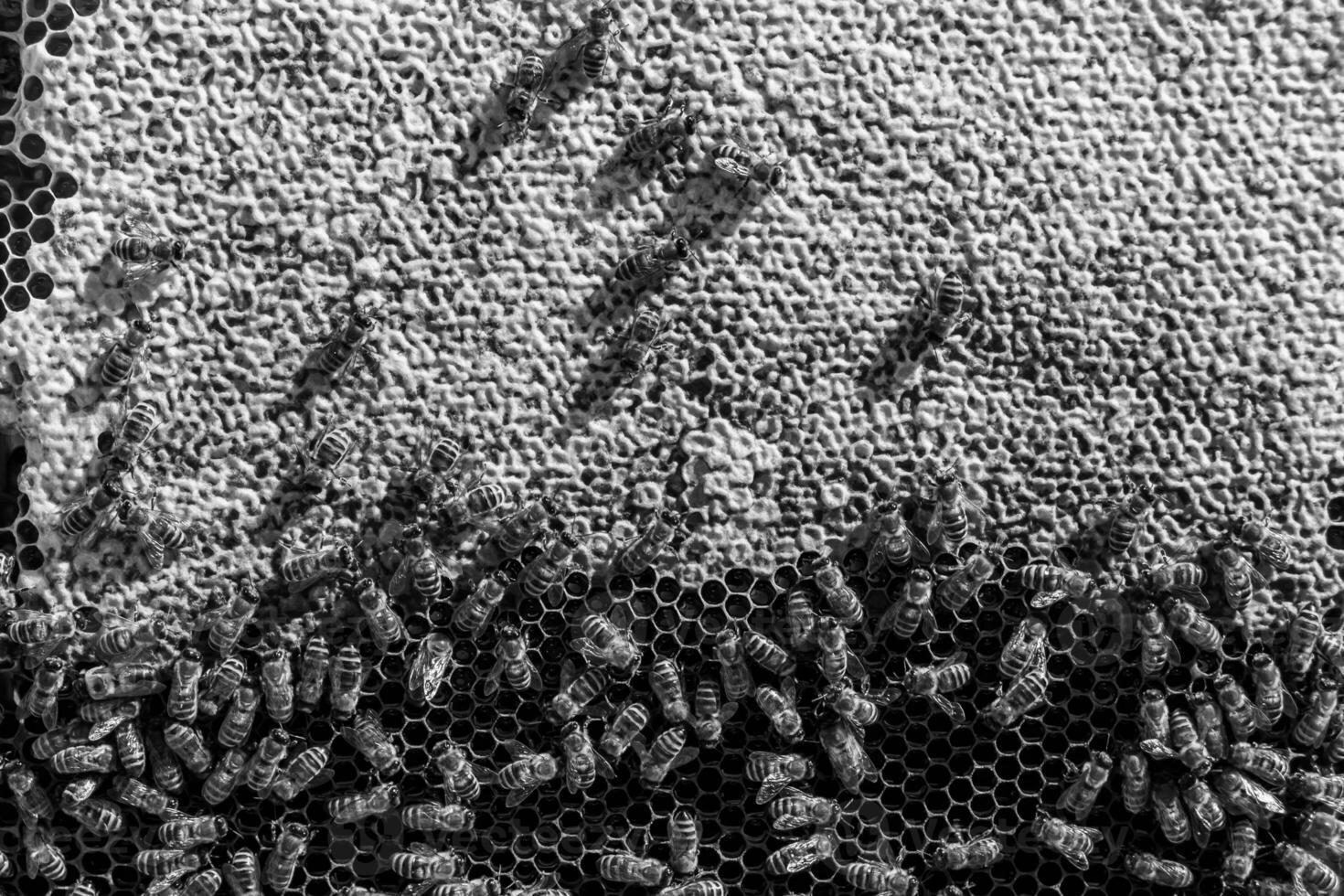 Abstract hexagon structure is honeycomb from bee hive filled photo