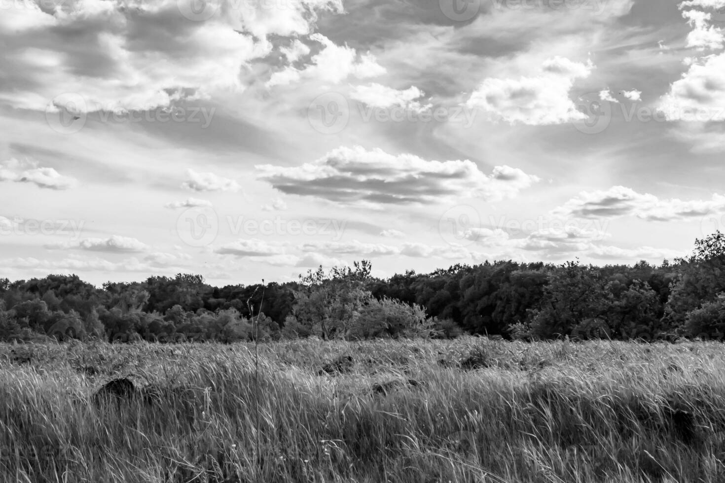 Beautiful horizon scenery in village meadow on color natural background photo