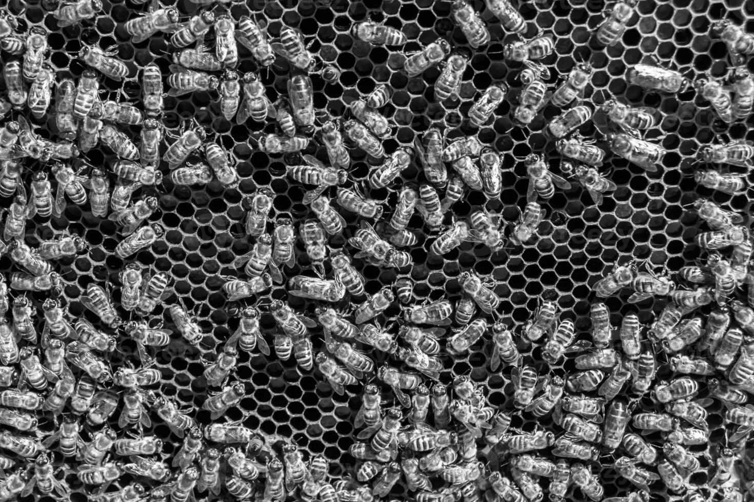 Abstract hexagon structure is honeycomb from bee hive filled photo