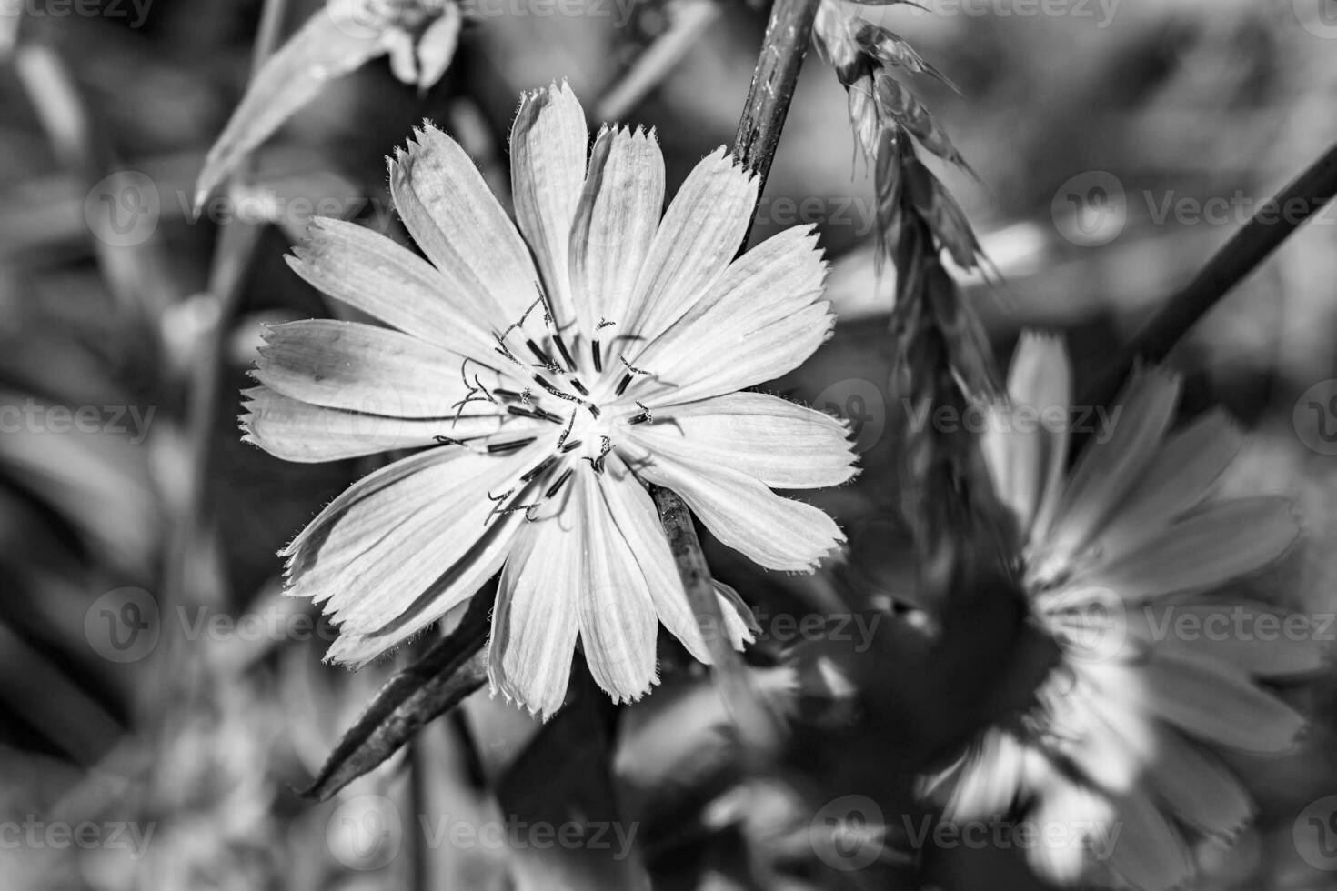 Beauty wild growing flower chicory ordinary on background meadow photo