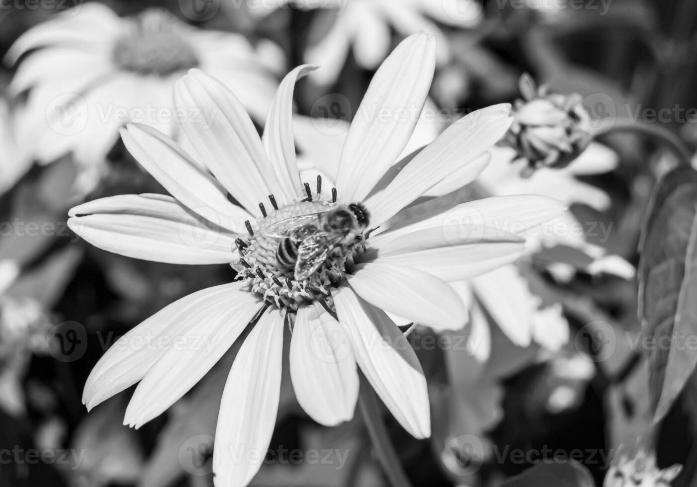 Beautiful wild flower winged bee on background foliage meadow photo