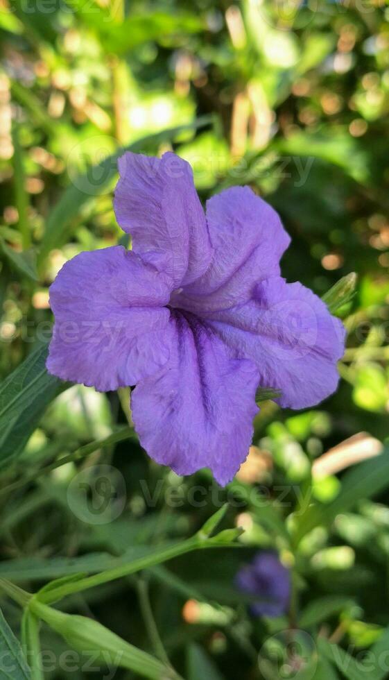Image of a single purple flower with a blurry background photo