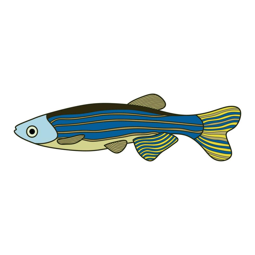 dibujos animados vector ilustración cebra pescado icono aislado en blanco antecedentes