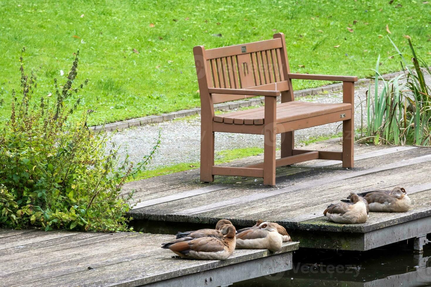 bench in the park photo
