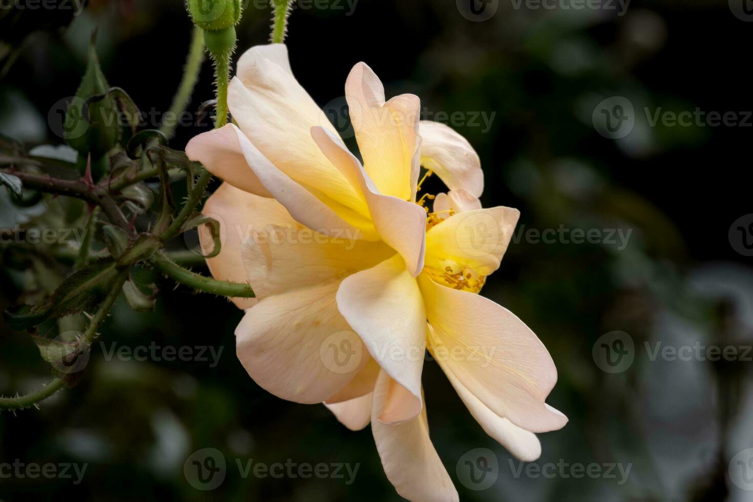 flowers in the autumn sun photo