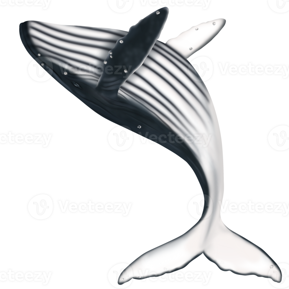 whale swiming in the ocean png