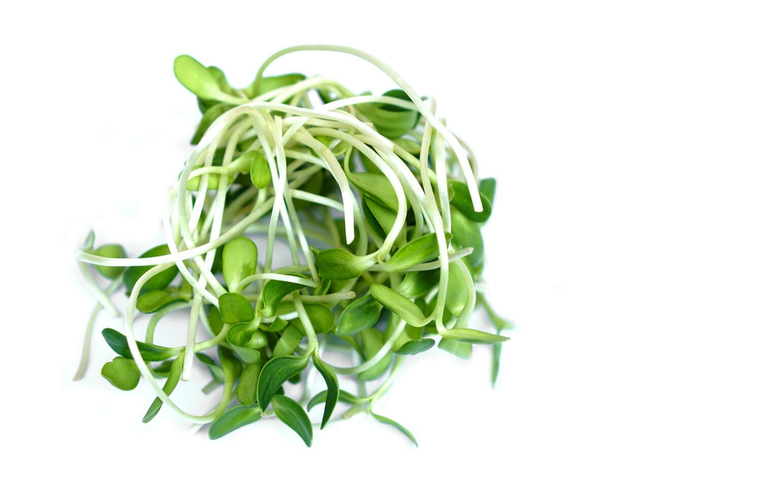 Fresh green young sunflower sprouts on white background. Concept, healthy food. organic vegetable, food ingredient can be cooked for various menu. High fibers, nutritious photo