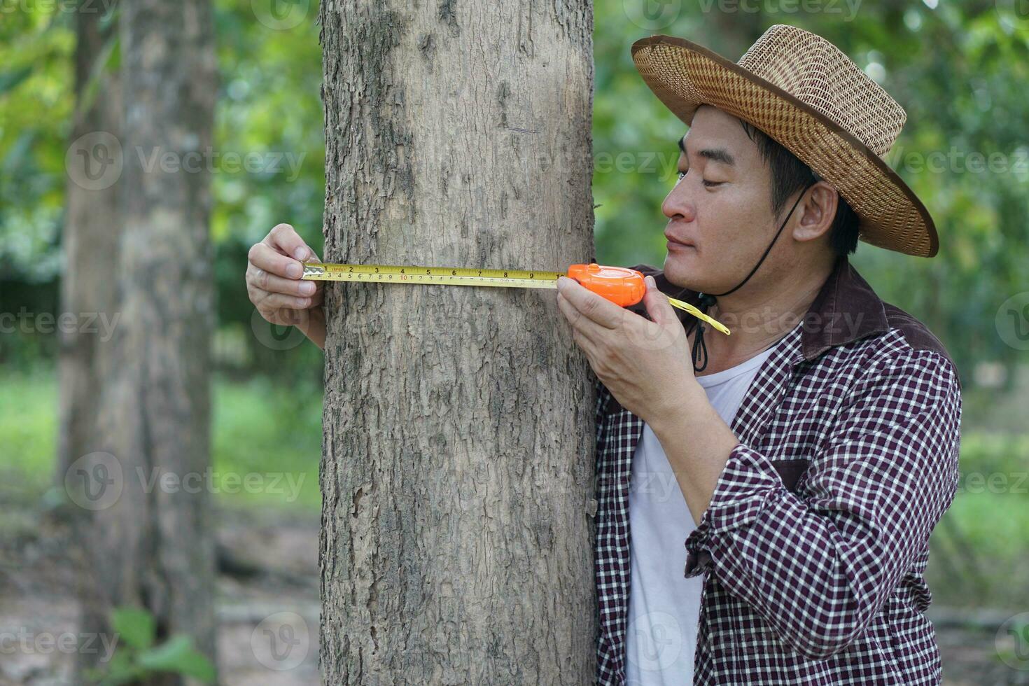 Asian man botainst  use measuring tape to measure trunk of tree. Analysis and research about growth of tree. Concept , forest valuation. Conservation of environment. photo