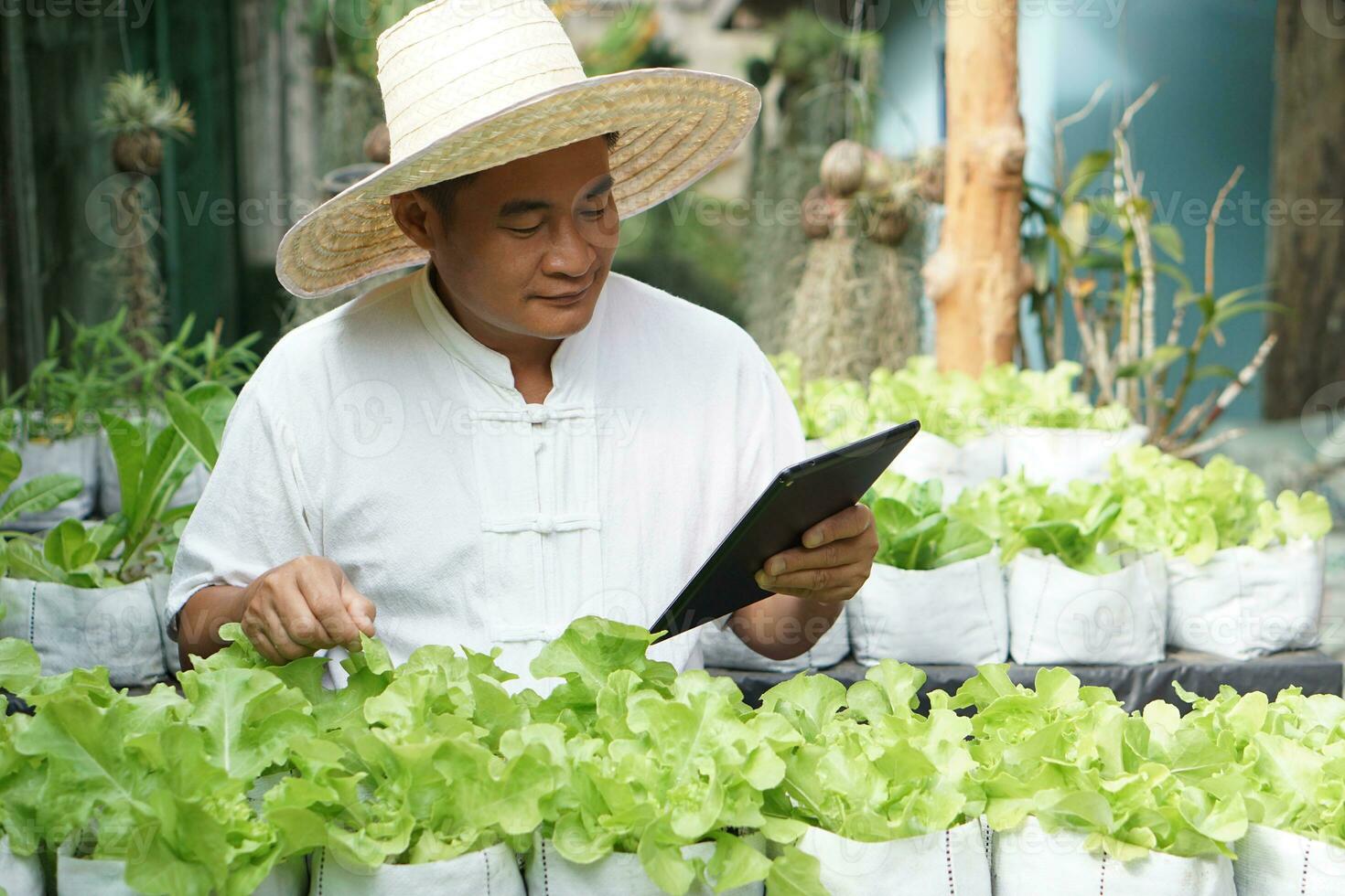 Asian man gardener is checking and inspecting quality, growth and plant diseases of organic salad vegetables by using smart tablet. Concept, Agriculture research. Learn from internet to develop crops. photo