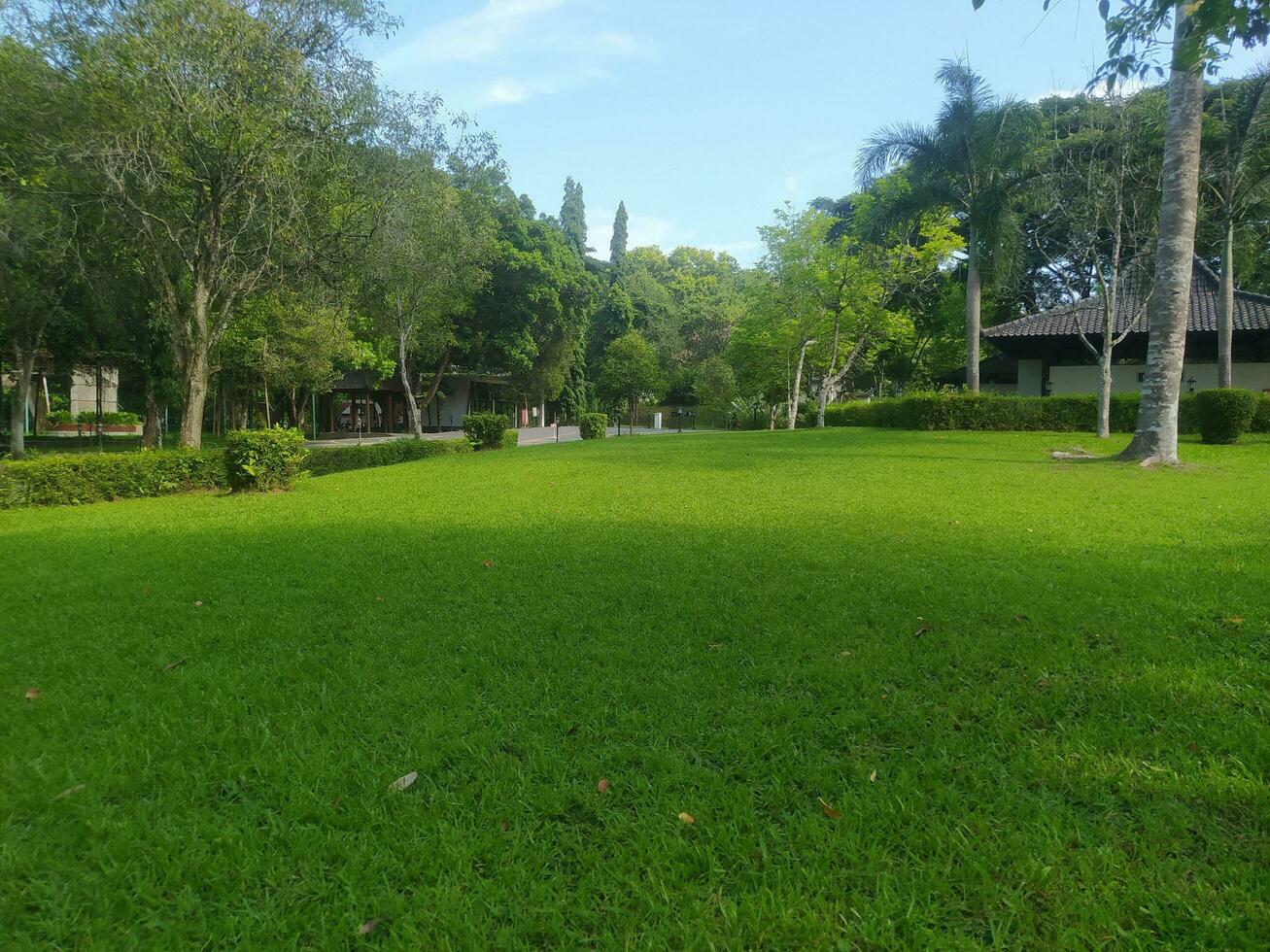 views of green grass and shady trees photo