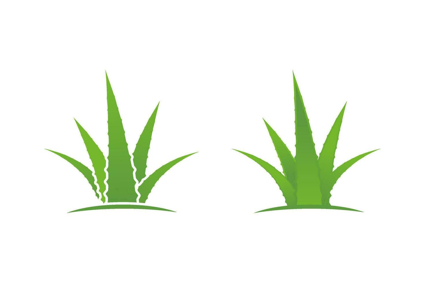 Aloe vera vector illustration design
