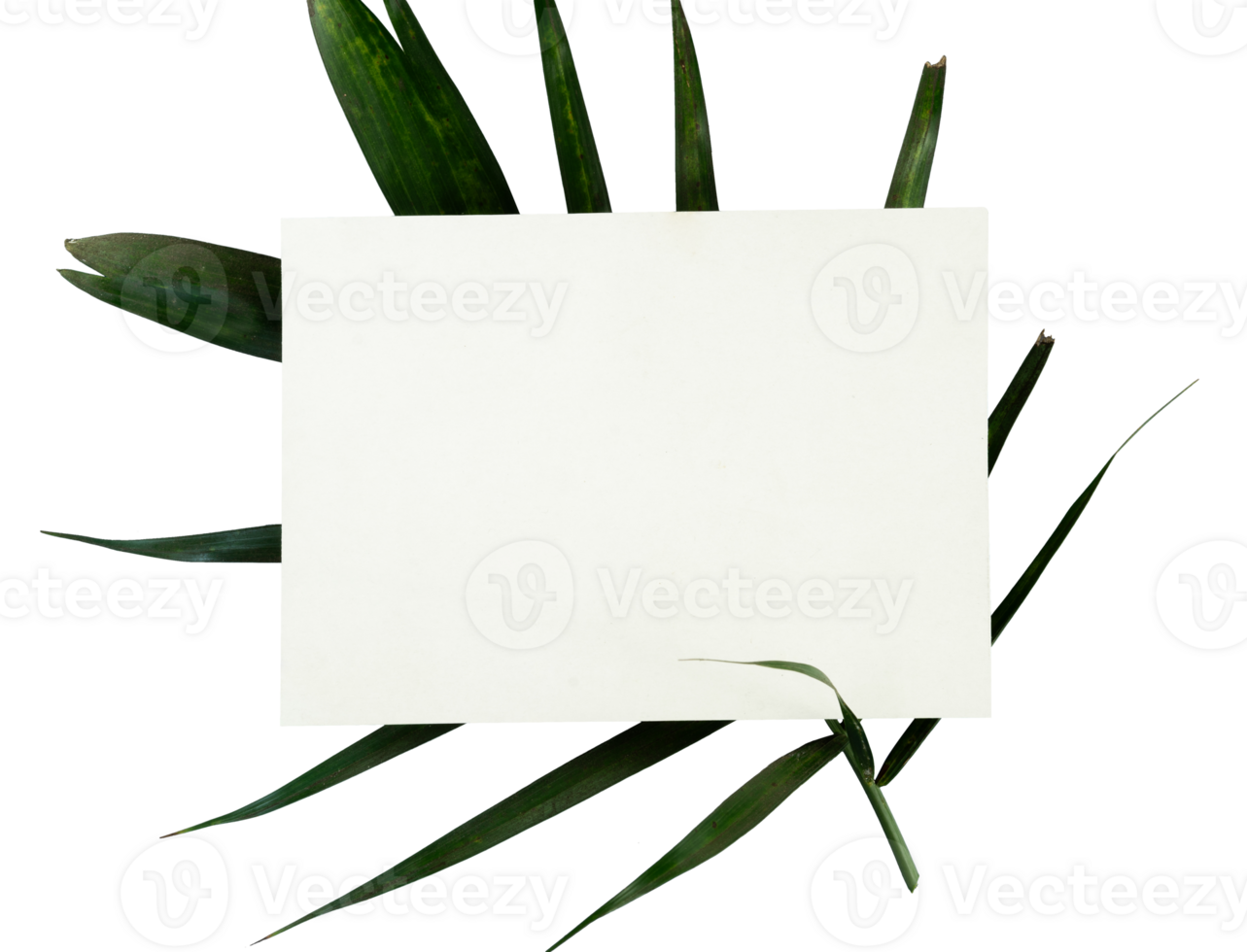 Blank white paper card with palm leaf png