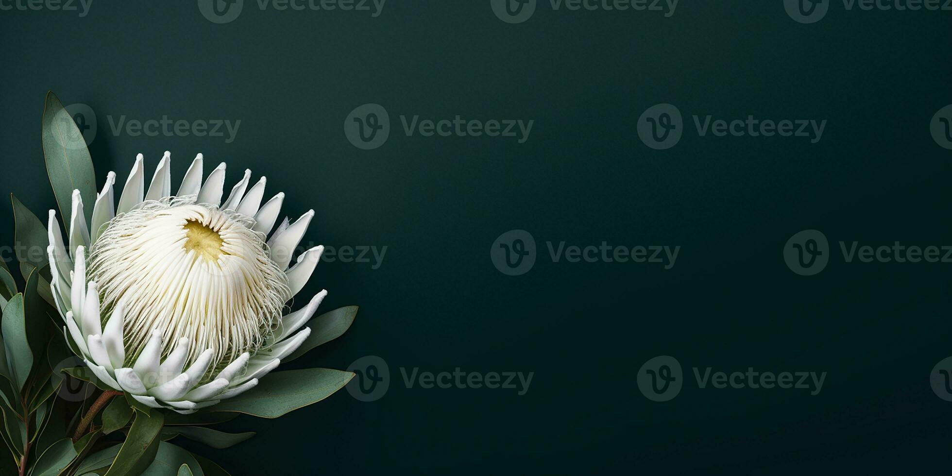 AI generated tropical white protea flower on a dark green background. elegant background, space for text photo