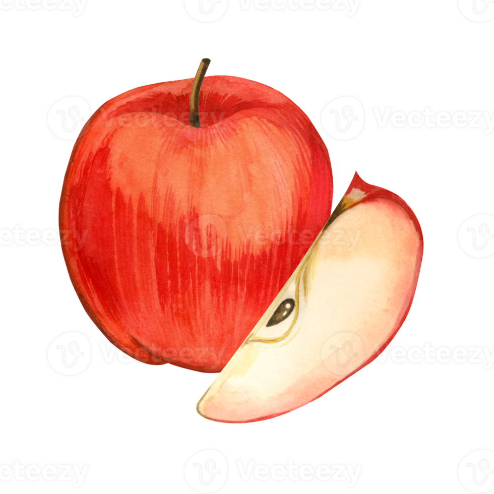 Watercolor composition. A whole red apple and an apple slice with seeds, hand-painted with watercolors. Suitable for printing on fabric and paper, for decorating kitchen utensils, dishes, textiles png