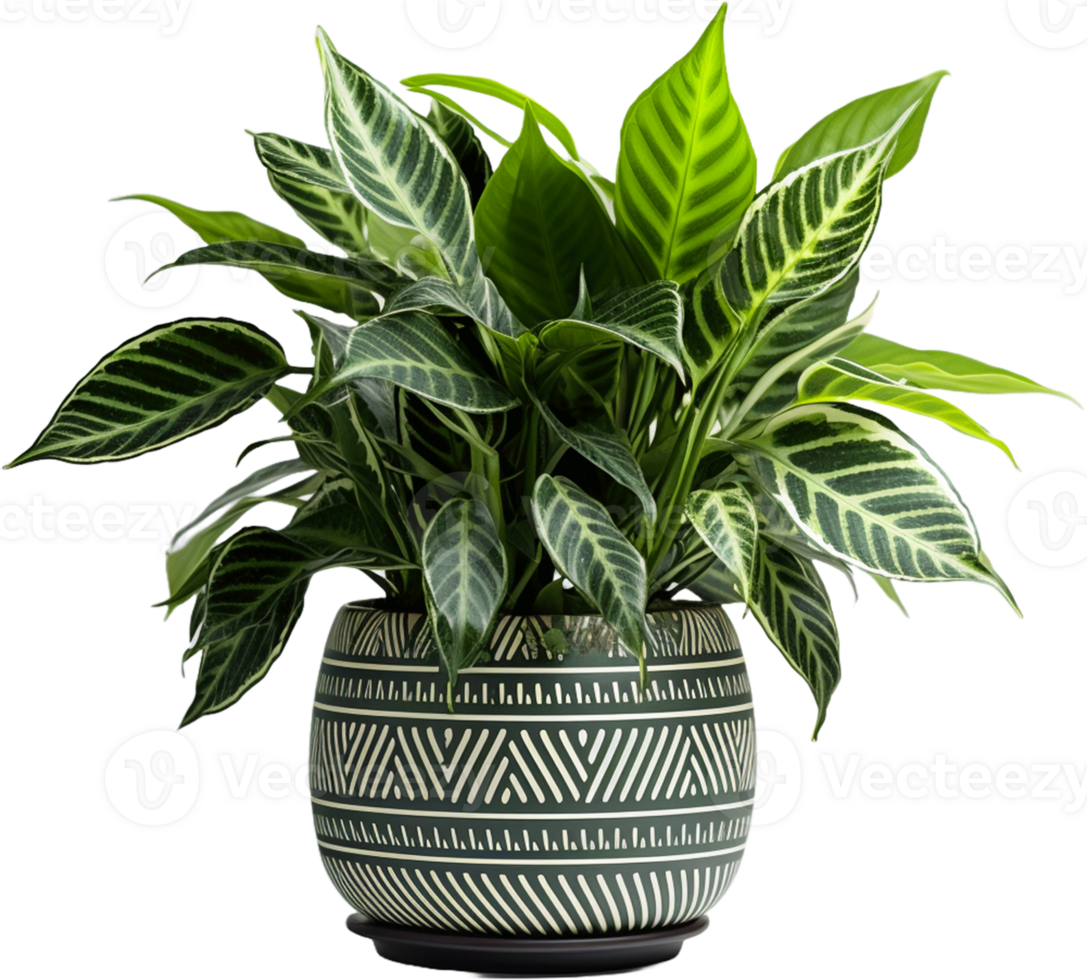 AI generated Calathea plant in white pot isolated clipping path png