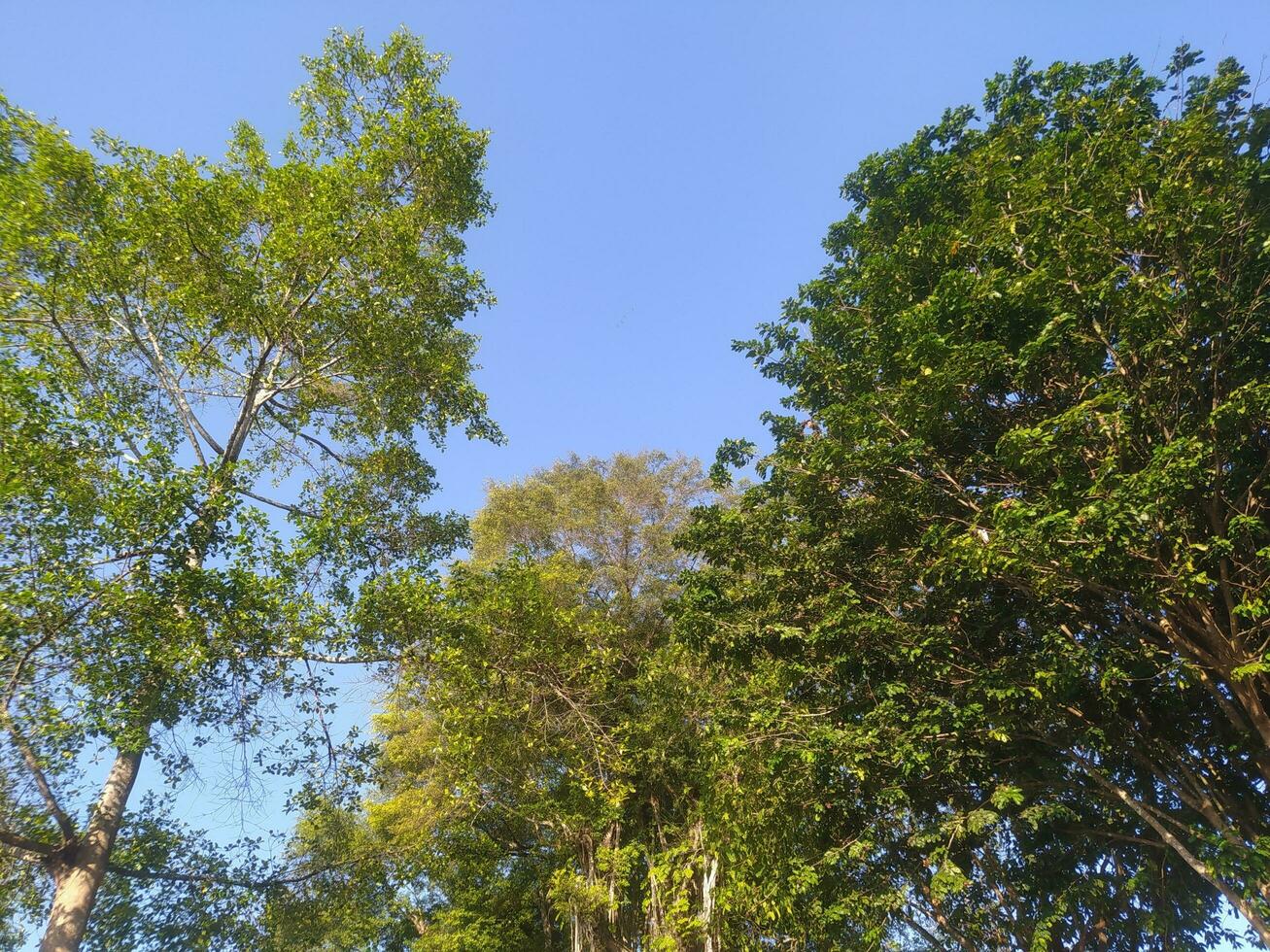 sombreado arboles en el bosque, luz de sol penetrante el árbol hojas foto