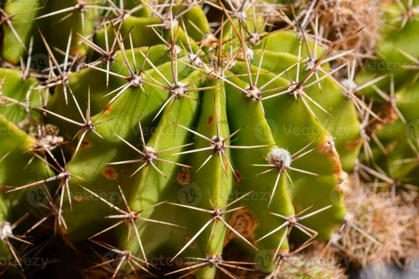 a cactus plant with many spikes on it photo