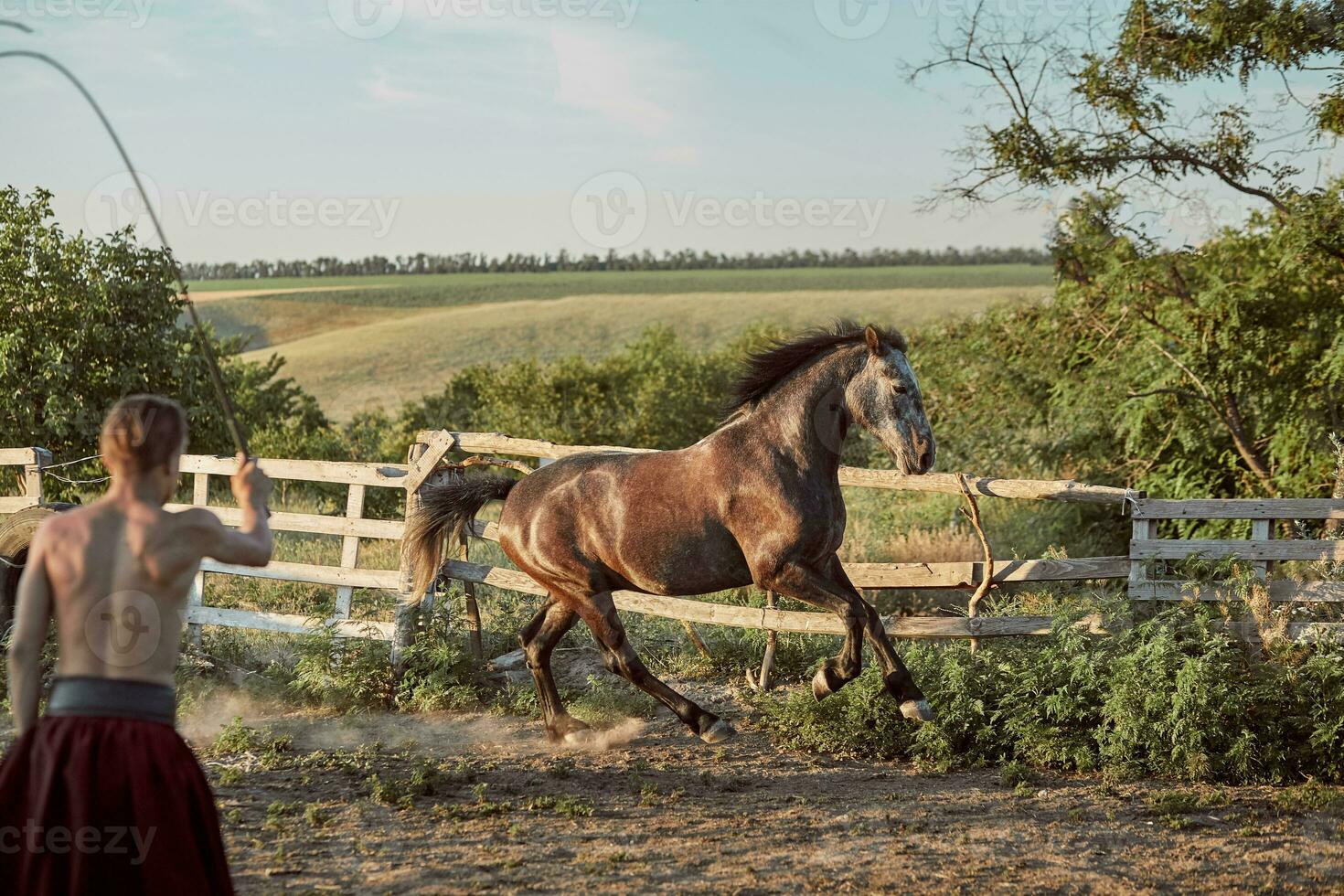 Horse running in the paddock on the sand in summer photo