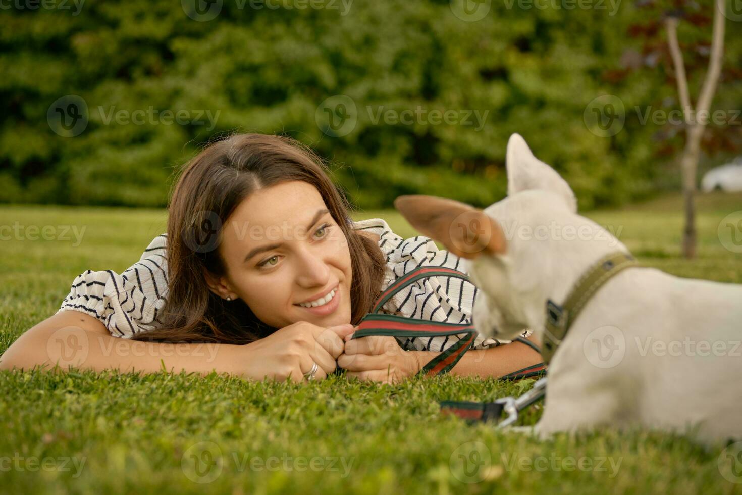 Dog Parson Russell Terrier breed is playing in green park with his owner. Summer time or beginning of autumn. Nature. Pet care and training concept. photo