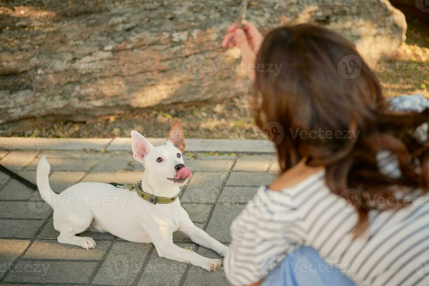 Dog Parson Russell Terrier breed is playing in green park with his owner. Summer time or beginning of autumn. Nature. Pet care and training concept. photo