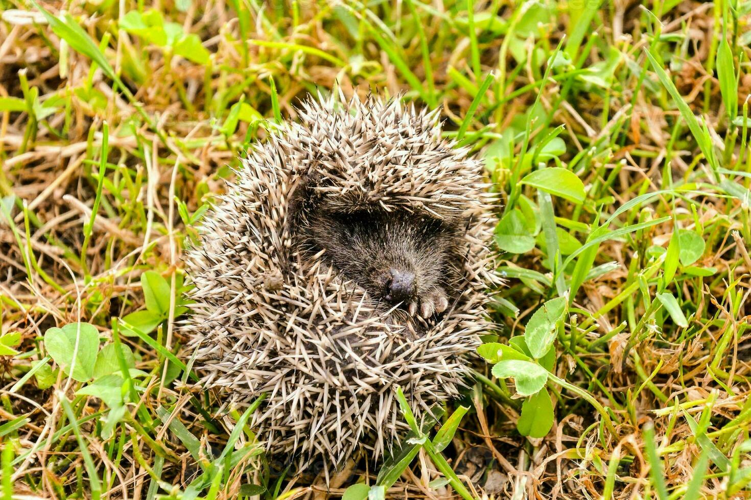 a hedgehog is curled up in the grass photo