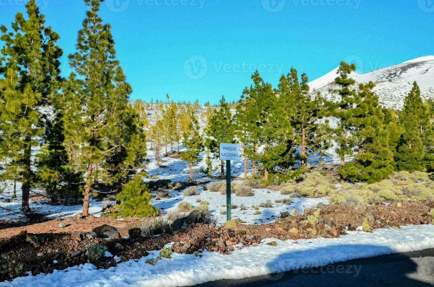 a road next to trees and snow on the ground photo