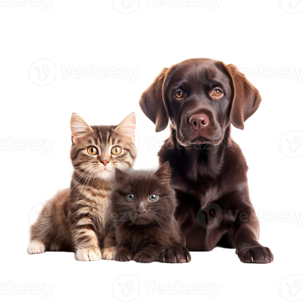 AI generated Cats and dog friends isolated on transparent background, created with generative AI png