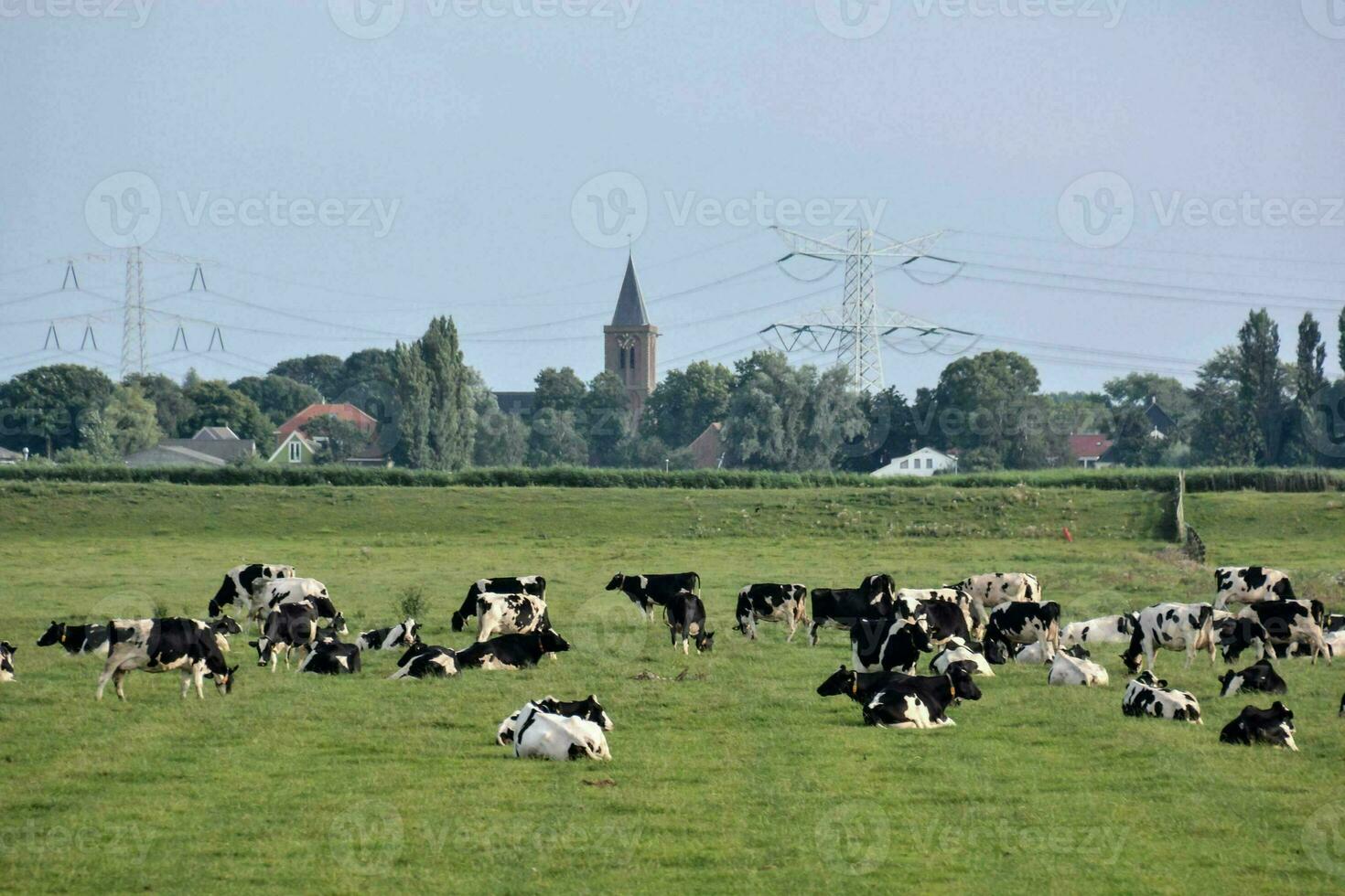 vacas en un campo foto