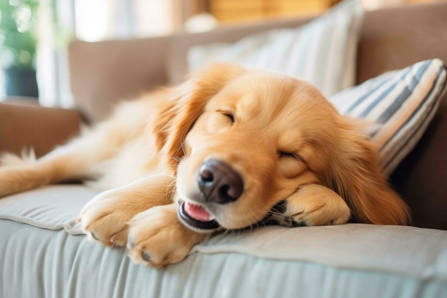 ai generado linda dorado perdiguero perro dormido en sofá en vivo habitación, un linda gato con verde ojos acostado en un cama y mirando hacia arriba, ai generado foto